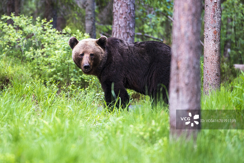 苏格兰松树林中的棕熊图片素材