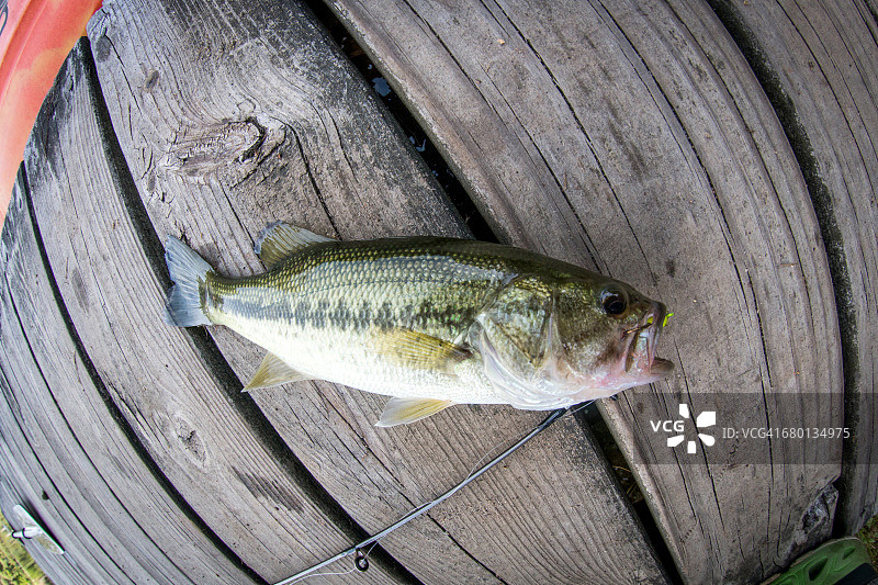 鱼眼视角看刚捕获的大口黑鲈图片素材