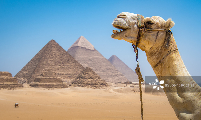骆驼与金字塔图片素材