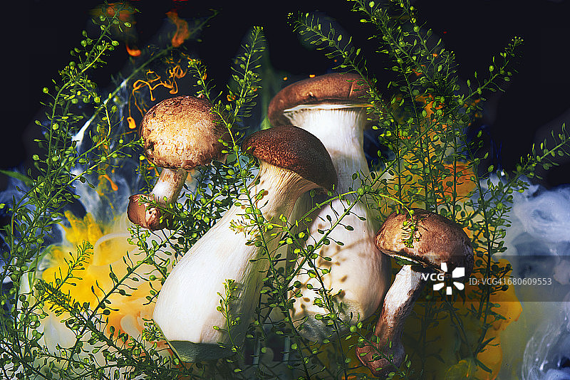 水下拍摄的蘑菇图片素材