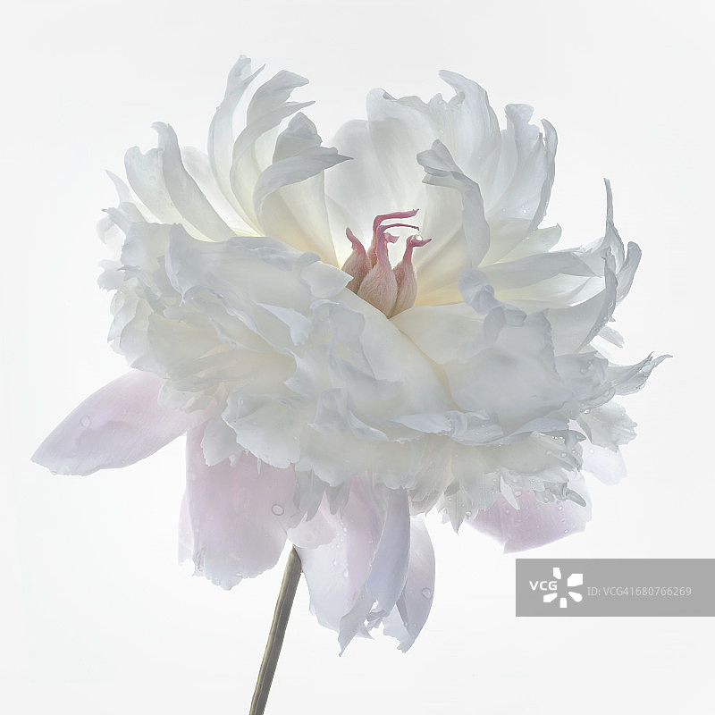 粉色和白色牡丹图片素材