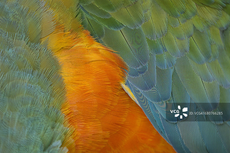 鹦鹉羽毛图片素材