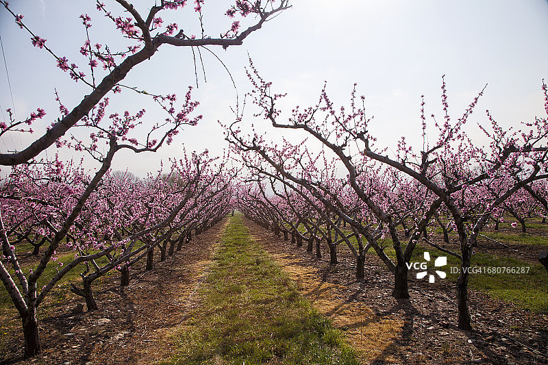 桃园图片素材