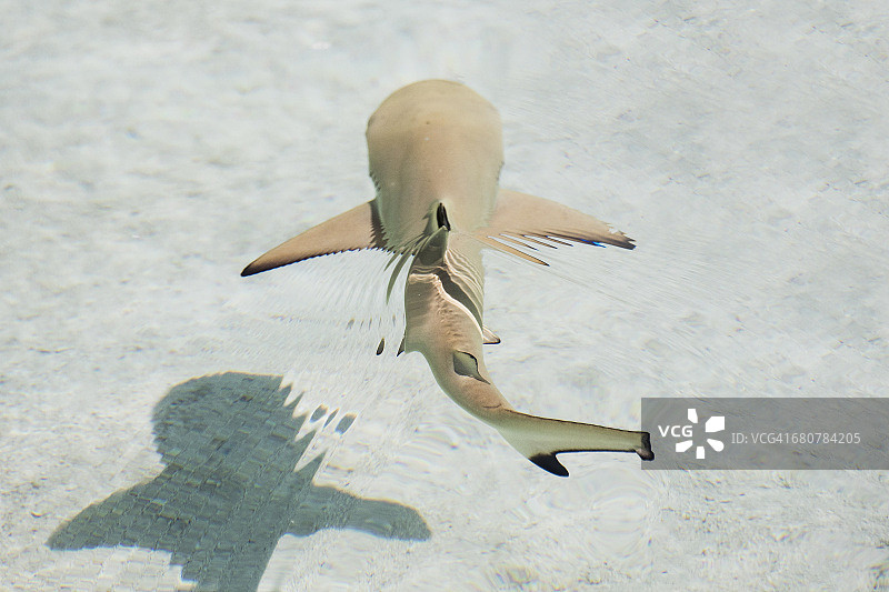 马尔代夫的黑鳍鲨图片素材