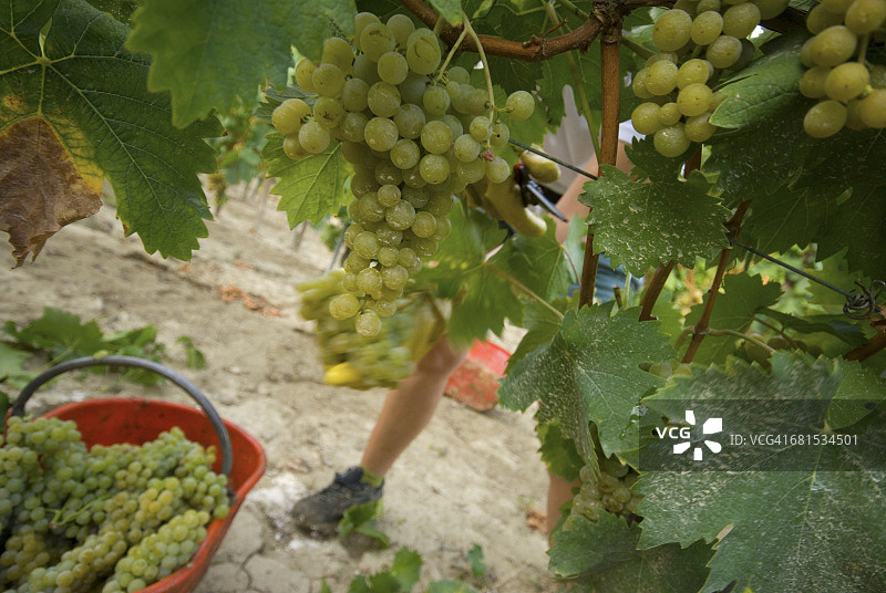 意大利皮埃蒙特蒙费拉托图片素材