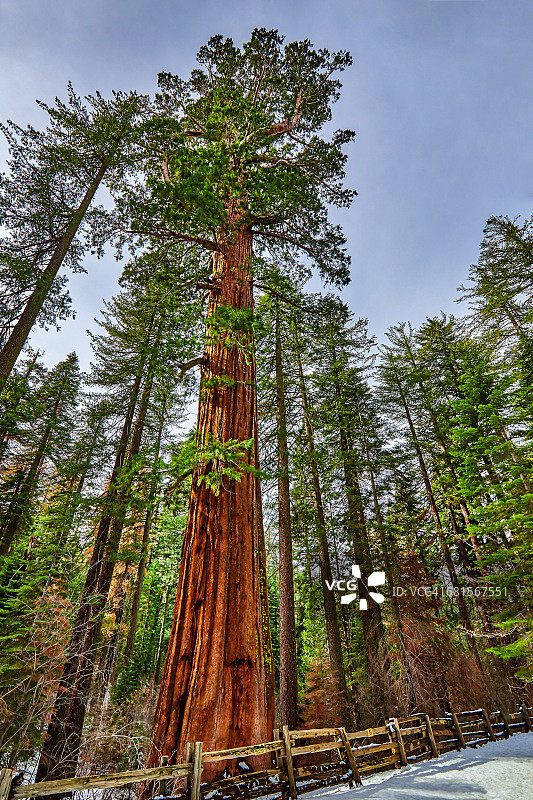 约塞米蒂马里波萨林的巨型红杉图片素材
