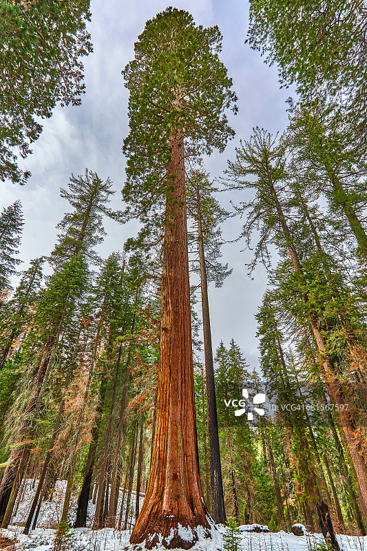 约塞米蒂马里波萨林的巨型红杉图片素材