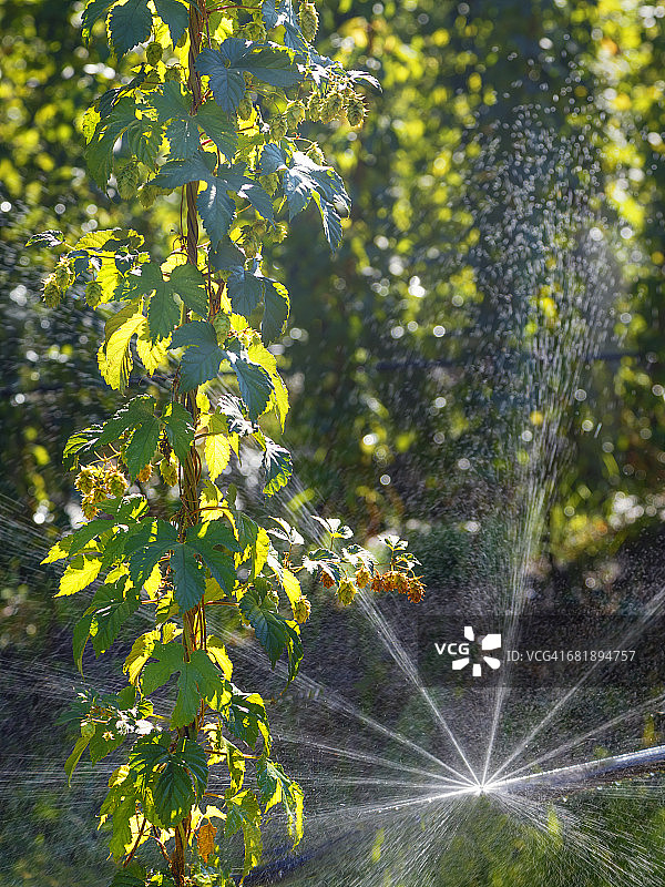 啤酒花用于啤酒酿造，产于南非乔治地区图片素材