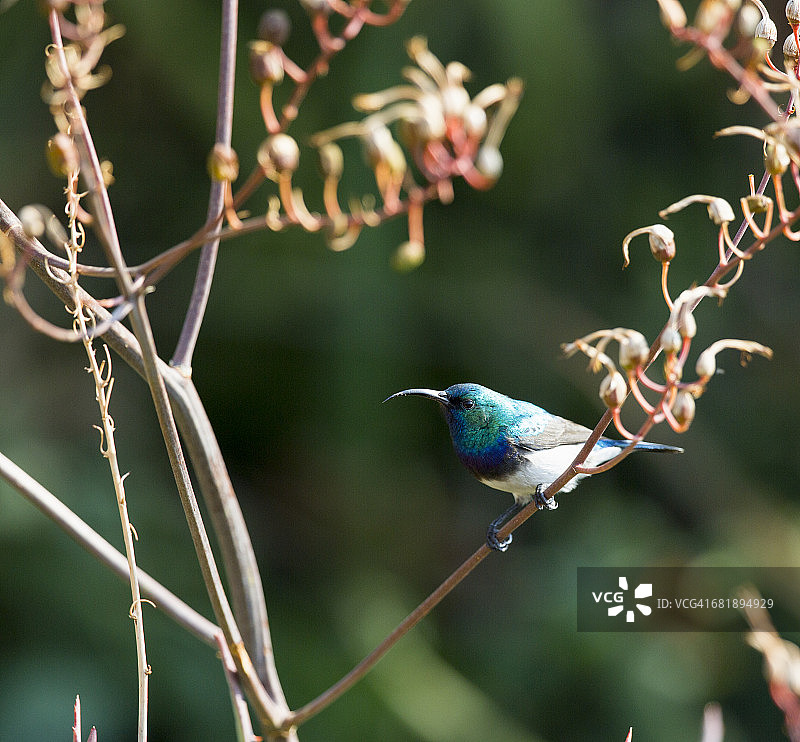 白腹太阳鸟，非洲哈特比斯普特芦荟农场图片素材