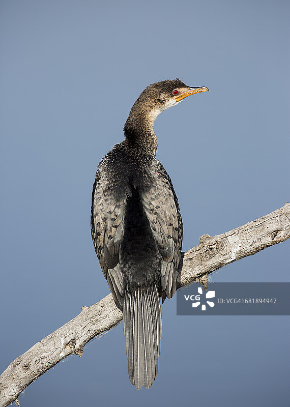 芦苇鸬鹚图片素材
