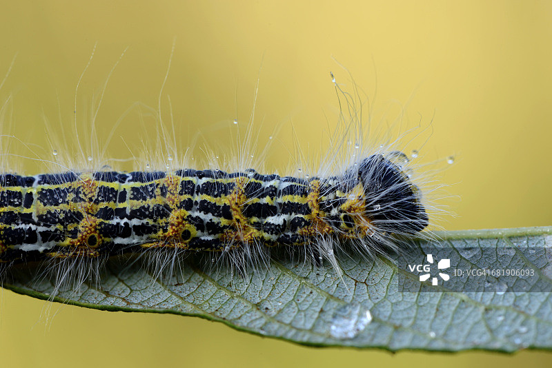 叶子上潮湿的褐端木蛾幼虫图片素材
