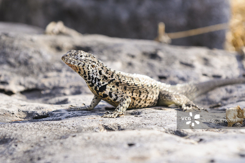 厄瓜多尔加拉帕戈斯群岛圣菲岛上的加拉帕戈斯熔岩蜥蜴图片素材