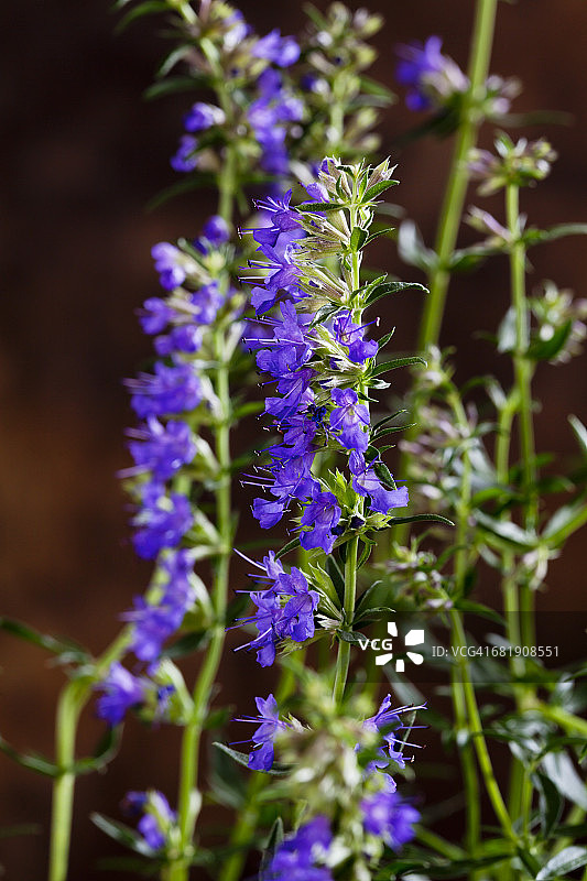 开花牛膝草图片素材