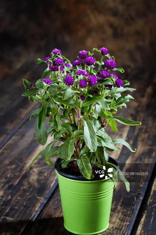 绿色花盆里的千日红图片素材