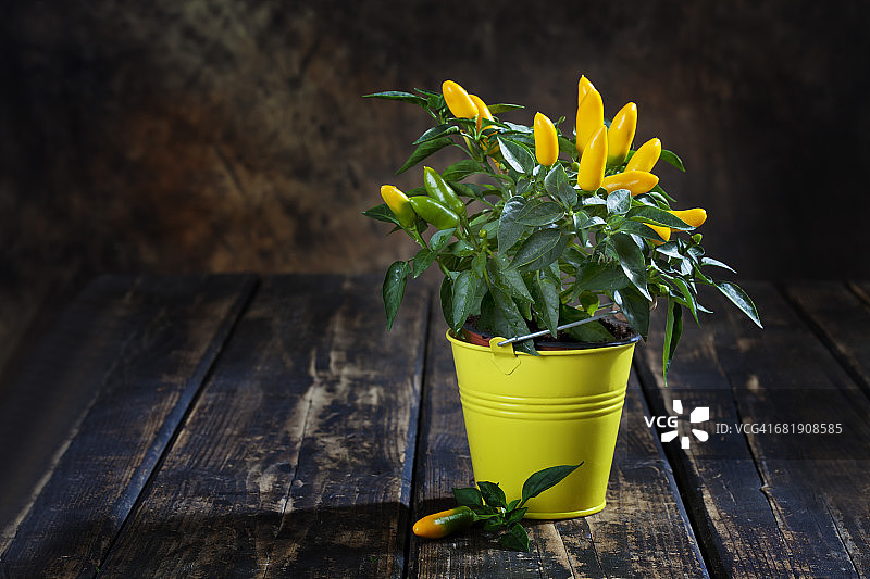 木头上的盆栽黄色辣椒图片素材