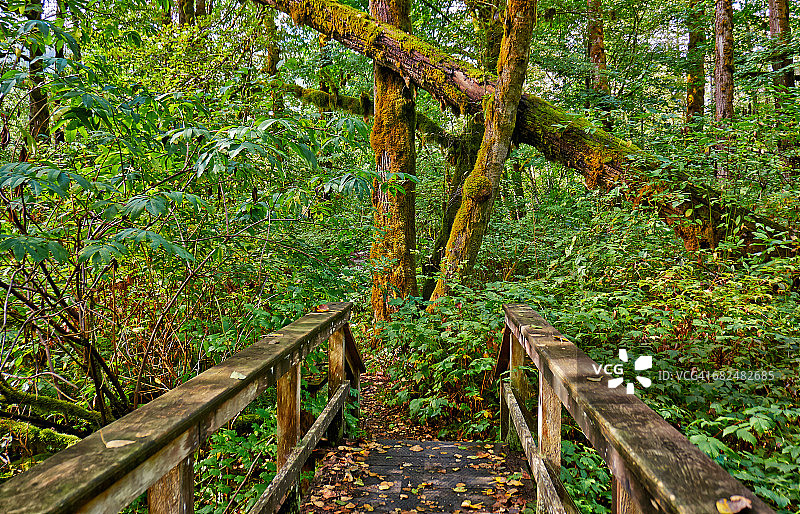 大熊雨林图片素材