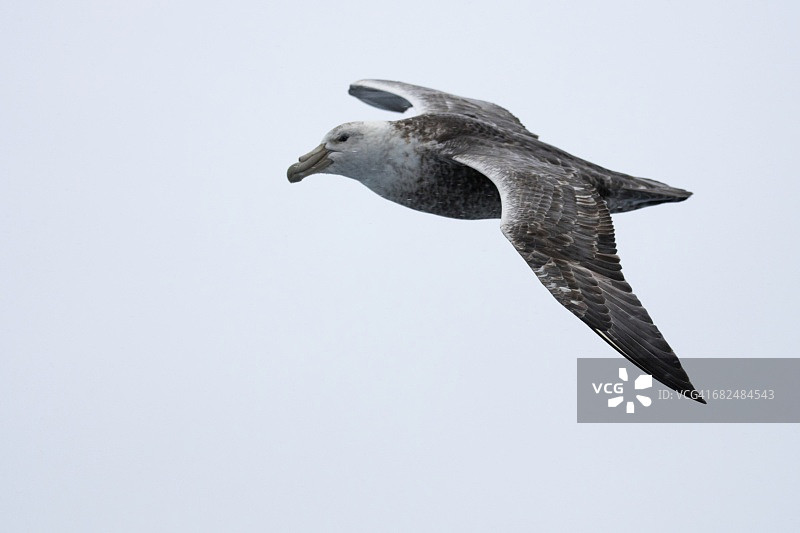 飞翔中的乌黑信天翁图片素材