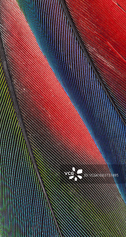 蓝头鹦鹉尾羽特写镜头图片素材