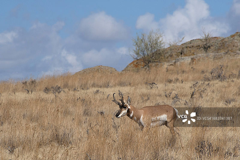 美国犹他州火焰峡谷国家 recreation area 旷野中的叉角羚图片素材
