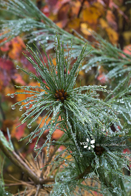 美国新罕布什尔州东部白松细节图片素材