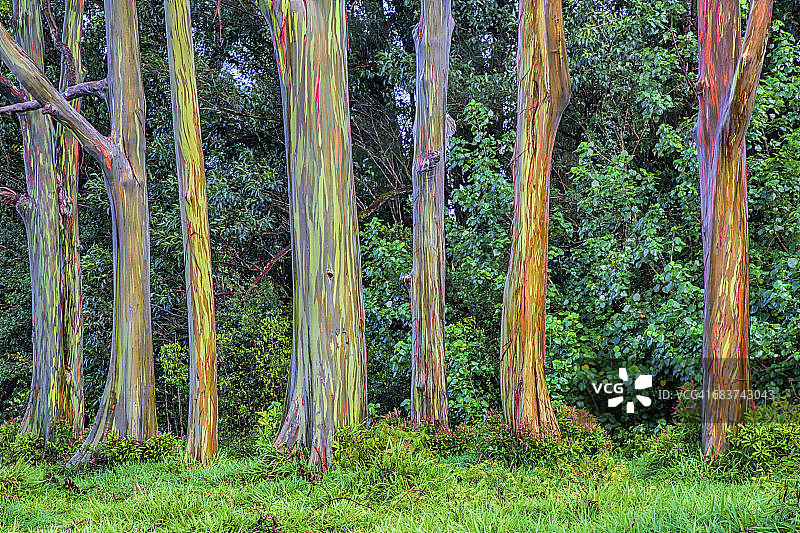 彩虹桉树（Eucalyptus deglupta），美国夏威夷毛伊岛图片素材