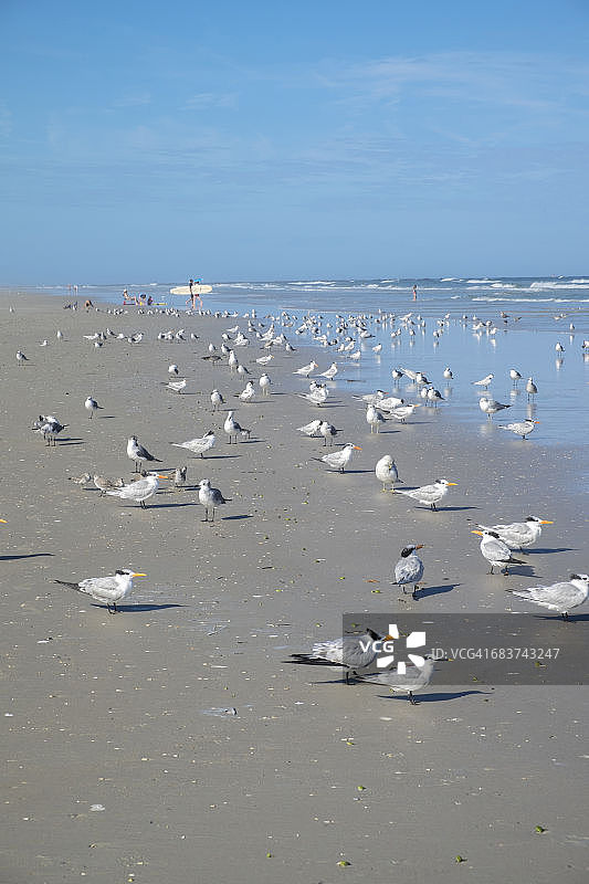 美国佛罗里达州新士麦那海滩，沙滩上的大凤头燕鸥（Thalasseus maximus）群图片素材