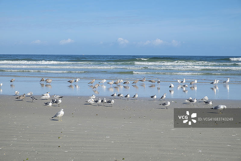 美国佛罗里达州新士麦那海滩，沙滩上的大凤头燕鸥（Thalasseus maximus）群图片素材