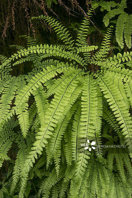 西部铁线蕨，美国加州红杉国家公园图片素材