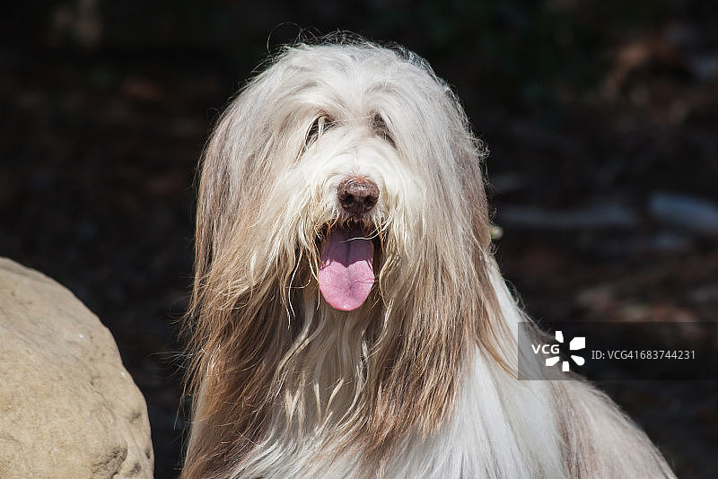 阳光下的胡须牧羊犬肖像，美国图片素材