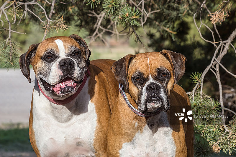 沐浴在晨光下的两只拳师犬，美国新墨西哥州图片素材