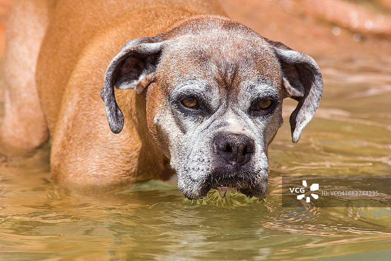 站在水中的拳师犬肖像，美国图片素材