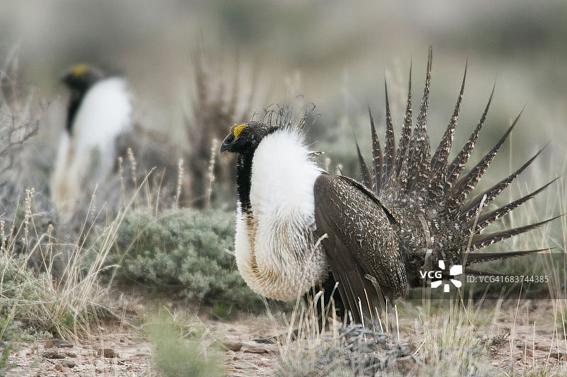 大艾草松鸡炫耀尾羽图片素材