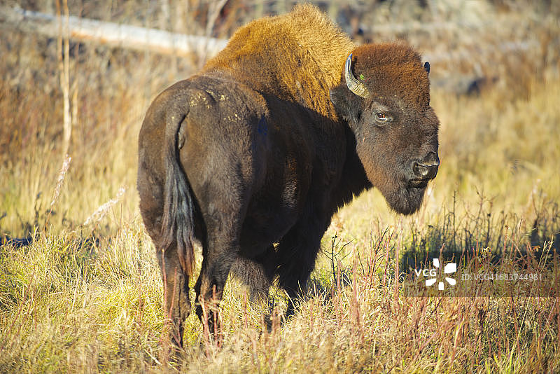 森林野牛，加拿大不列颠哥伦比亚省图片素材