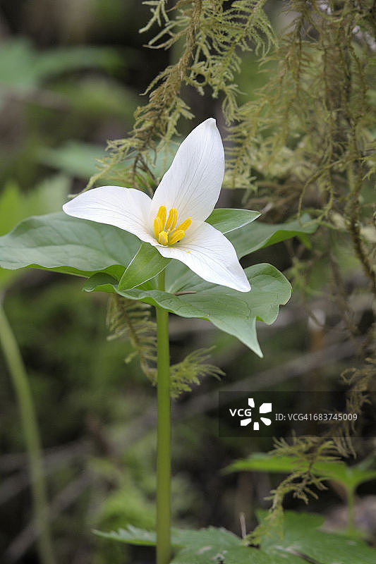 西部延龄草，加拿大不列颠哥伦比亚省考伊琴山谷蜜月湾野生花卉保护区图片素材