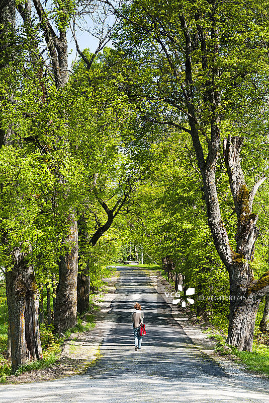 爱沙尼亚拉内-维鲁马维胡拉瓦尔德的树木公路图片素材