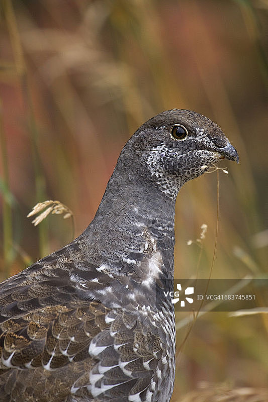 暗色松鸡特写图片素材