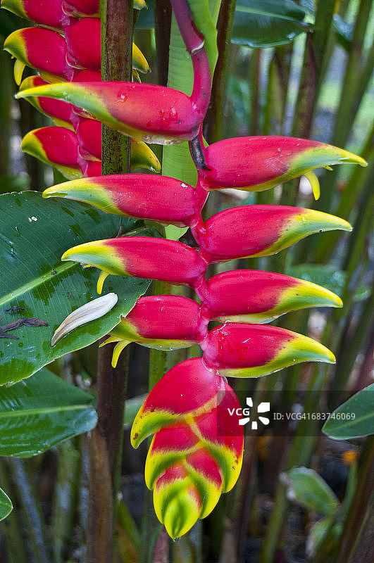 新几内亚高地鹤望兰花图片素材