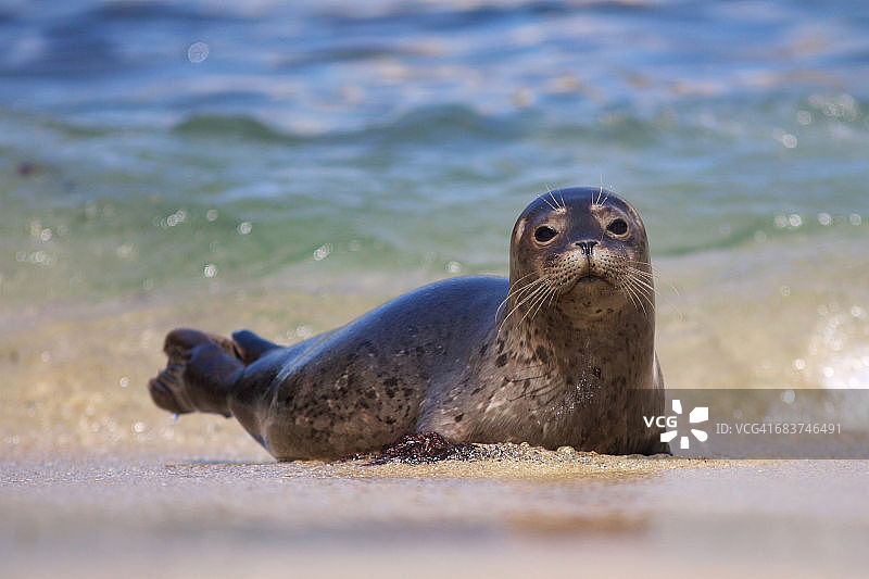 小海豹，美国加利福尼亚州拉霍亚海滩图片素材