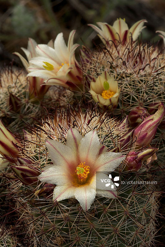 开花的鱼钩仙人掌，安扎-博雷戈沙漠，加利福尼亚州，美国图片素材