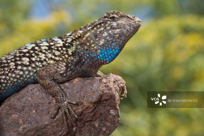 蓝腹蜥蜴，美国加利福尼亚州图片素材