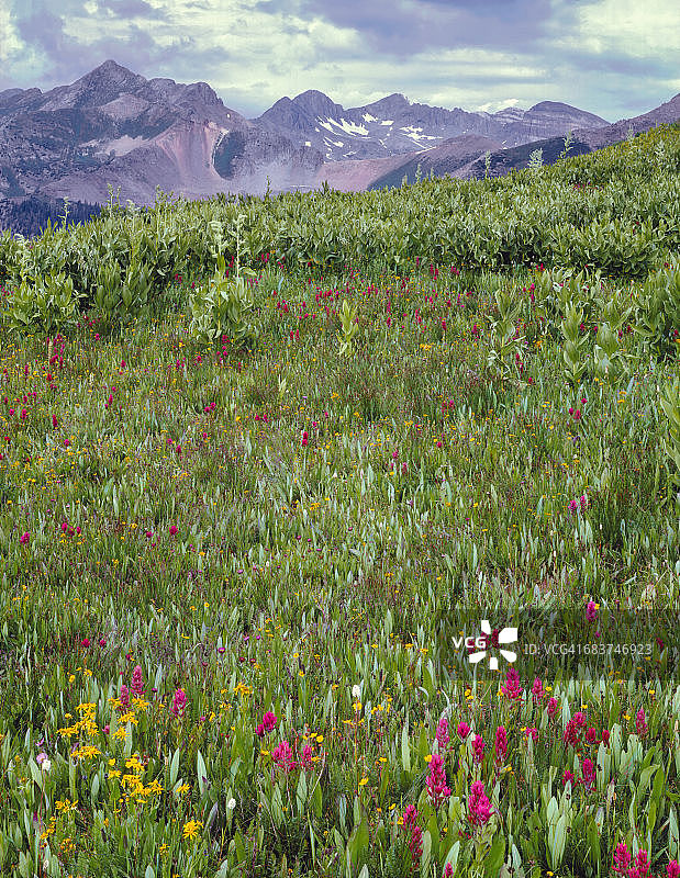拳参和飞蓬在拉普拉塔山脉下绽放图片素材