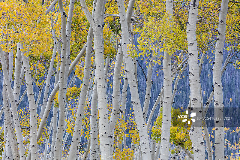 美国犹他州鱼湖国家森林公园秋季白杨树图片素材