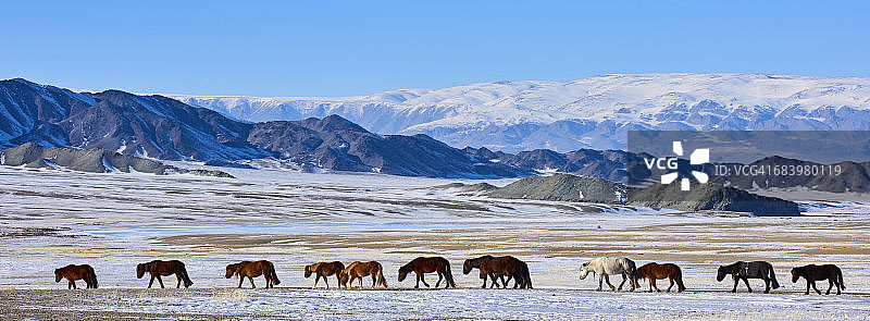 蒙古国：哈萨克族牧民的冬季迁徙图片素材