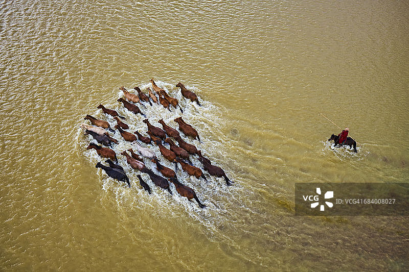 蒙古国，马匹 crossing 鄂尔浑河图片素材