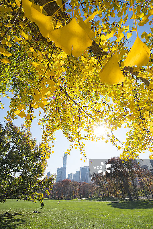 秋日树木掩映下的曼哈顿摩天大楼图片素材