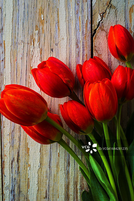 橙红色郁金香图片素材