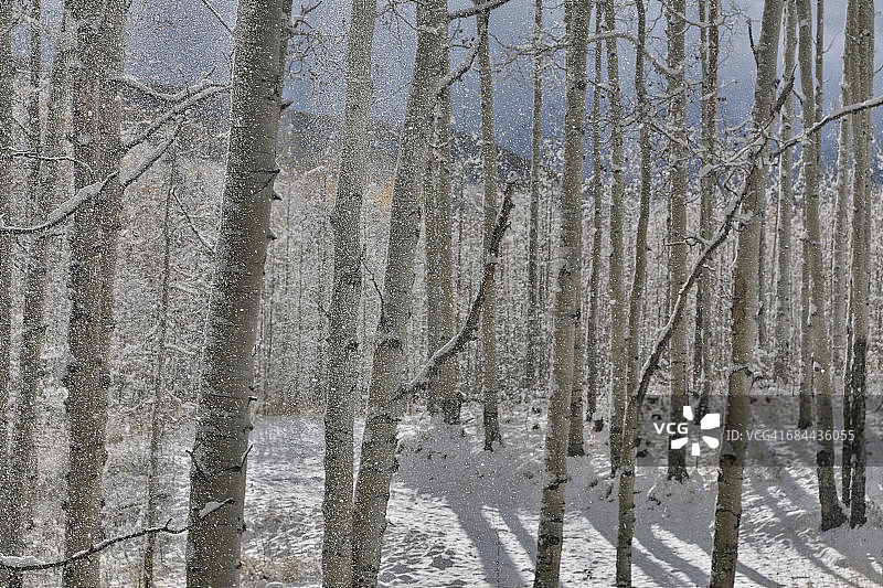 科罗拉多州秋雪奇布勒山口图片素材