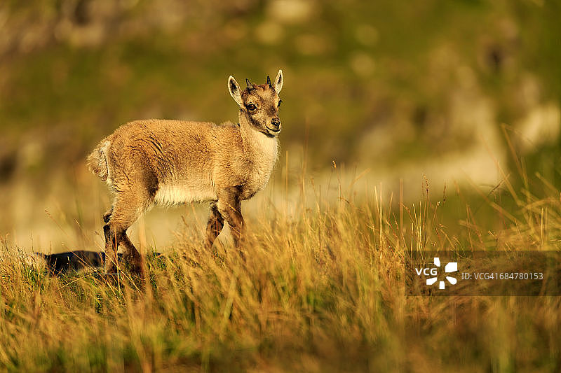 高山野山羊图片素材