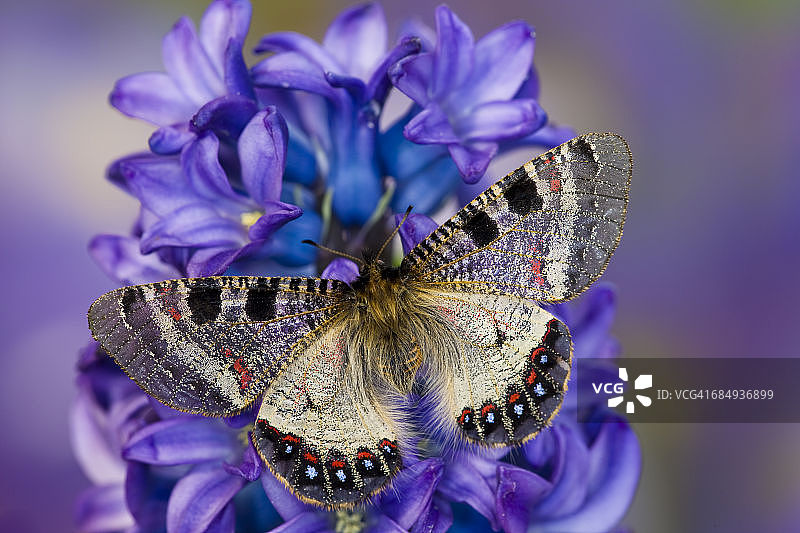 蓝色风信子上的阿波利努斯麝香凤蝶图片素材