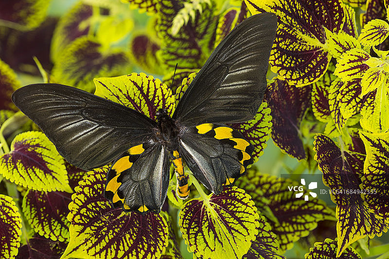 雄性裳凤蝶停留在彩叶草上图片素材